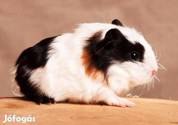 Eladó fiatal kisfiú tengerimalacok