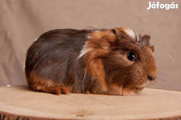 Eladó fiatal kisfiú tengerimalacok