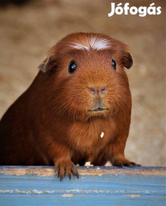 Eladó fiatal kisfiú tengerimalacok