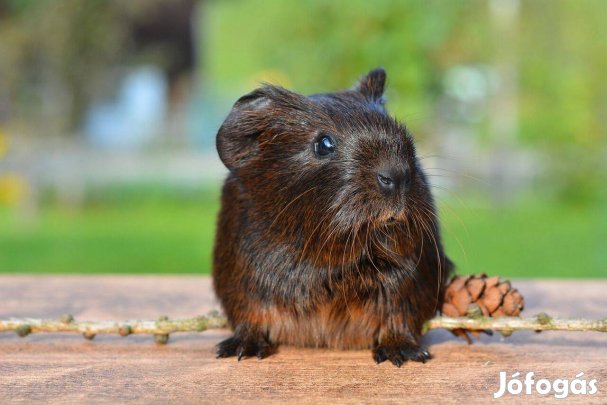 Eladó fiatal kisfiú tengerimalacok
