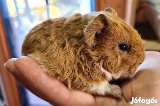 Eladó fiatal kisfiú tengerimalacok