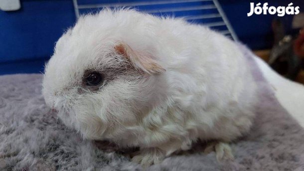 Eladó fiatal kislány tengerimalacok