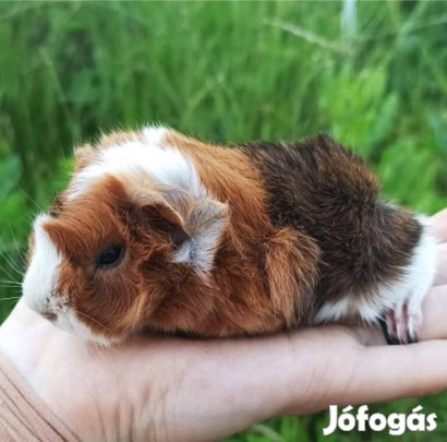 Eladó fiatal kislány tengerimalacok