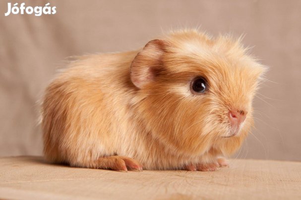 Eladó fiatal kislány tengerimalacok