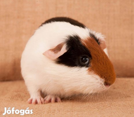 Eladó fiatal kislány tengerimalacok