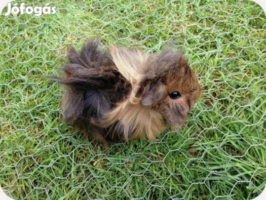 Eladó fiatal kislány tengerimalacok