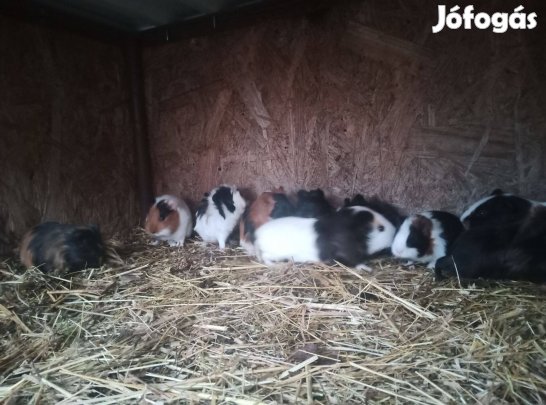 Eladó fiatal nőstény tengerimalac