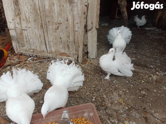 Eladó fiatal páva galambok. 