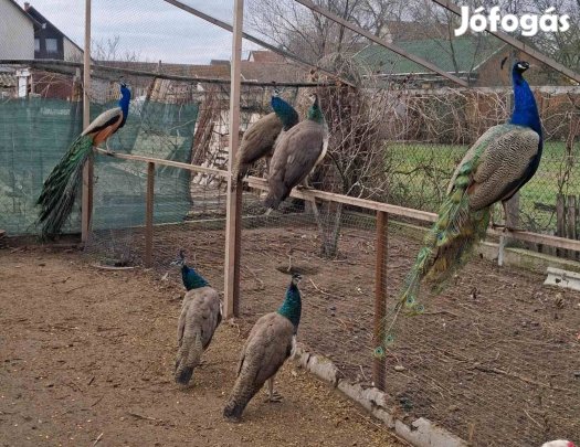 Eladó fiatal páva kakas