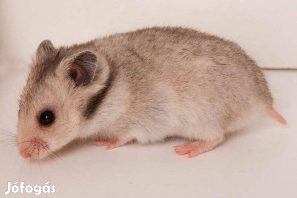 Eladó fiatal szíriai aranyhörcsögök