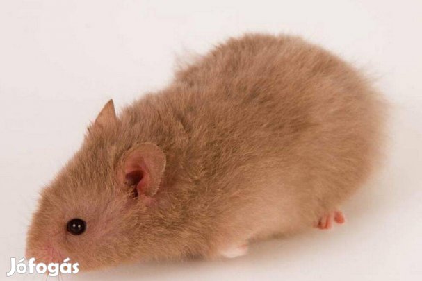 Eladó fiatal szíriai aranyhörcsögök