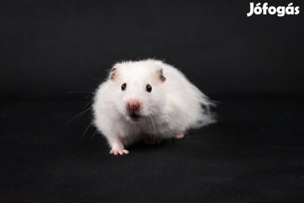 Eladó fiatal szíriai aranyhörcsögök