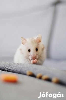 Eladó fiatal szíriai aranyhörcsögök