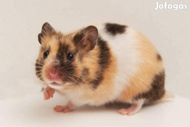 Eladó fiatal szíriai aranyhörcsögök