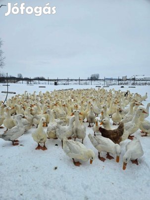 Eladó fiatal tanyasi kacsa