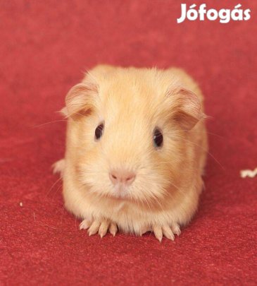 Eladó fiatal tengerimalacok