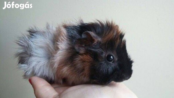 Eladó fiatal tengerimalacok