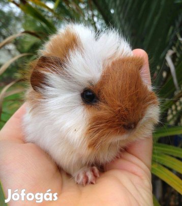 Eladó fiatal tengerimalacok