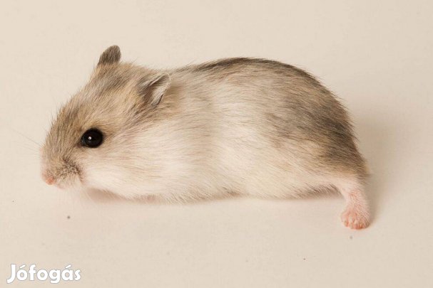 Eladó fiatal törpehörcsögök