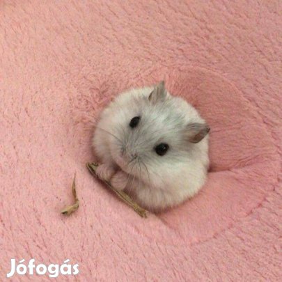 Eladó fiatal törpehörcsögök