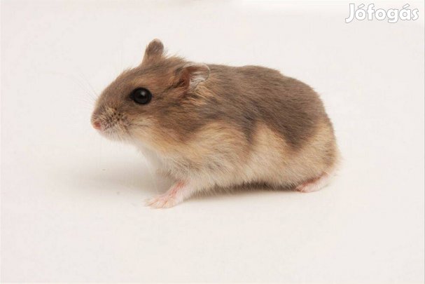 Eladó fiatal törpehörcsögök