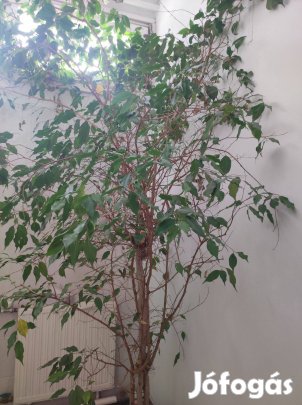 Eladó fikusz Debrecenben