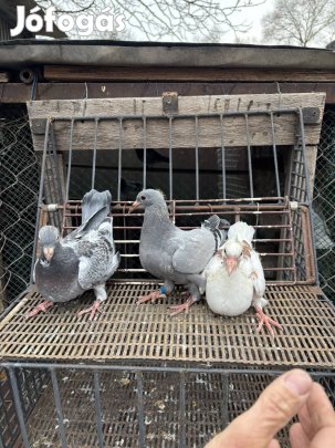 Eladó fiók galamb