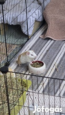 Eladó fiú tengerimalacok Januári születésűek. Skinny vérvonal.   