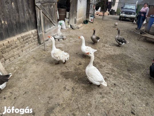 Eladó fodros liba  tojás 