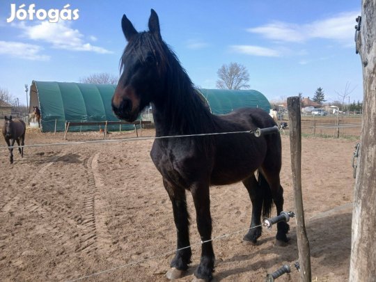 Eladó fríz félvér csikó