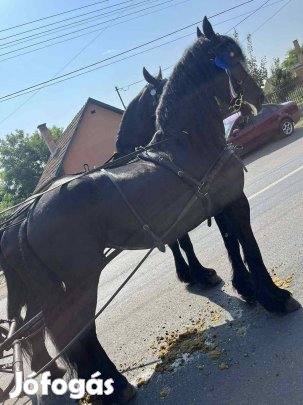 Eladó fríz kancák 