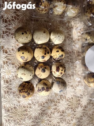 Eladó fürj tojás 