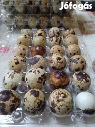 Eladó fürj tojások