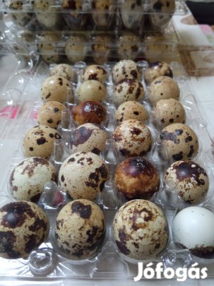 Eladó fürj tojások