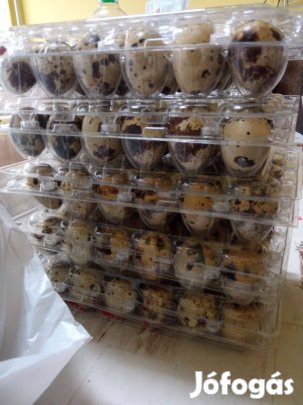 Eladó fürj tojások