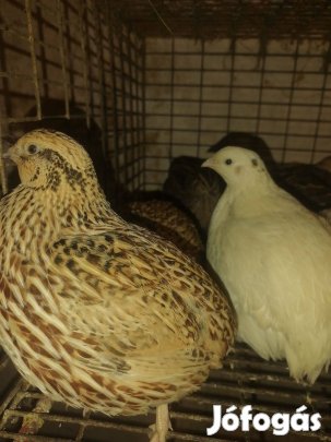 Eladó fürjek!
