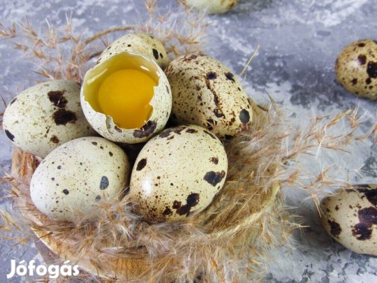 Eladó fürjtojások!!