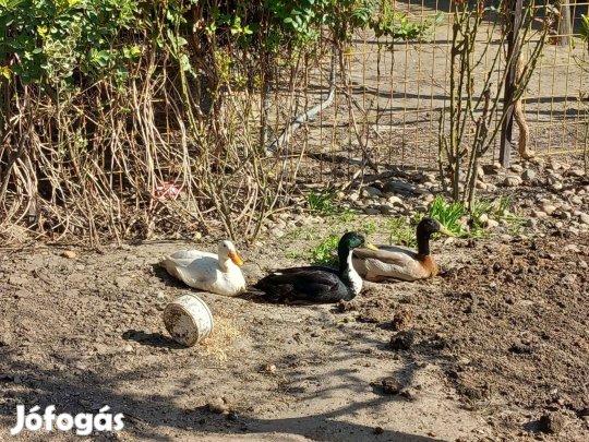 Eladó futó kacsa