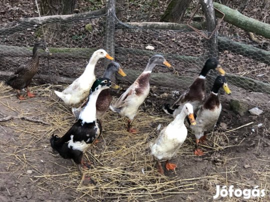 Eladó futókacsák