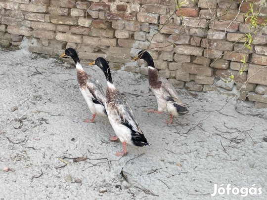 Eladó futókacsák! 2 gácsér, 1 tojó
