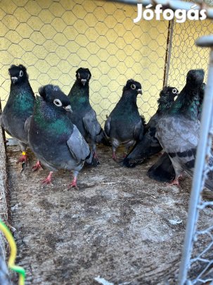 Eladó galamb