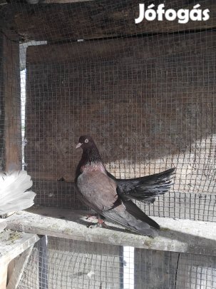 Eladó galambok