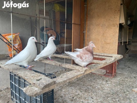 Eladó galambok