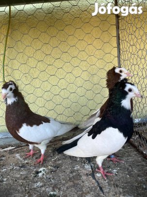 Eladó galambok