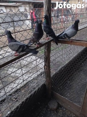 Eladó galambok