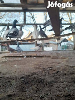 Eladó galambok