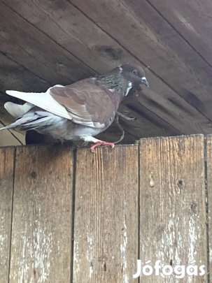 Eladó galambok!