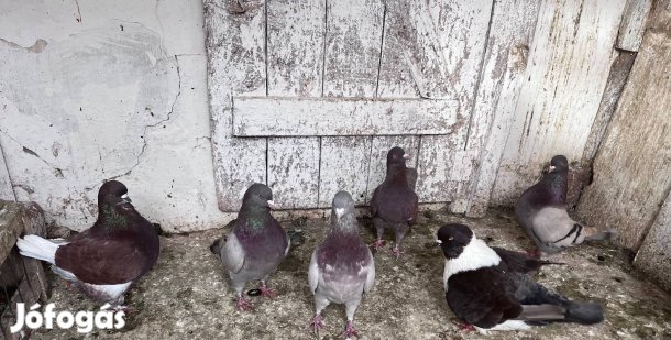 Eladó galambok !