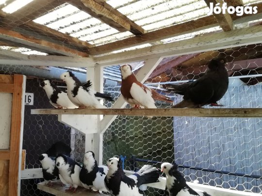 Eladó galambok! 