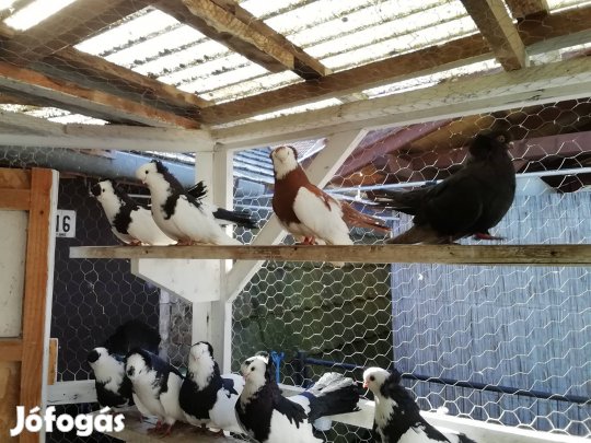 Eladó galambok,! 
